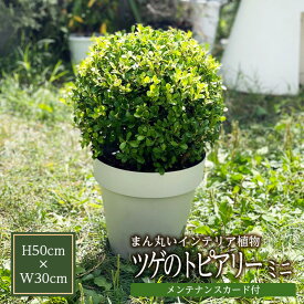 【ふるさと納税】ツゲのトピアリー ガーデン ミニサイズ 1鉢 高さ50cm×幅30cm メンテナンスカード付き 東北 山形県 酒田市 グリーン 観葉植物 インテリアグリーン 庭 ベランダ 植木 垣根 生垣 室内 玄関 リビング おうち時間