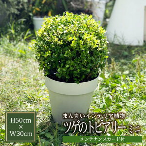 yӂ邳Ɣ[ŁzcQ̃gsA[ K[f ~jTCY 1 50cm×30cm eiXJ[ht k R` cs O[ ϗtA CeAO[  x_ A _ _ 