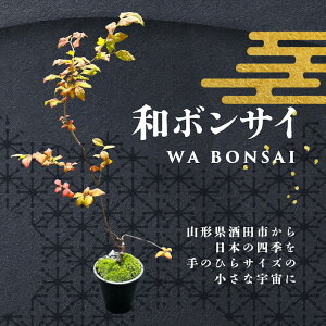 yӂ邳Ɣ[Łza{TCiWA BONSAIj G߂鏬ȉF ws ~ { t  H ~ k R` cs  t[Xg