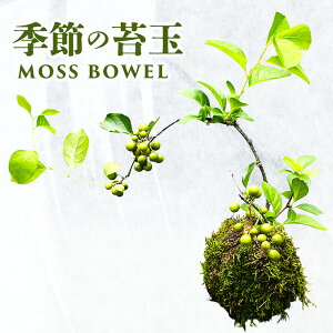 yӂ邳Ɣ[ŁzۋʁiMOSS BOWELj G߂̑ۋ ws { t  H ~ k R` cs  t[Xg