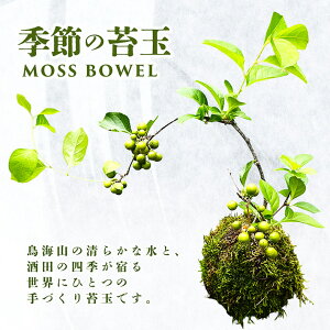 yӂ邳Ɣ[ŁzۋʁiMOSS BOWELj G߂̑ۋ ws { t  H ~ k R` cs  t[Xg
