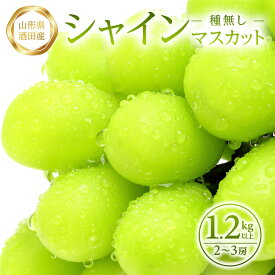 【ふるさと納税】農家直送 シャインマスカット 2〜3房 1.2kg以上 山形県酒田産 9月下旬〜10月下旬頃お届け 冷蔵便 ※離島発送・着日指定不可 種無し 葡萄 ぶどう 果物 くだもの フルーツ 期間限定 東北 酒田市 庄内 旬 秋