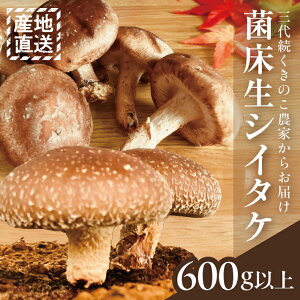 yӂ邳Ɣ[ŁzۏVC^P 150gȏ×4 v600gȏ R`cY 10{`12{͂ ① wEs ۏ Y  ő ̂  H ~ VN c