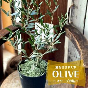 観葉植物 オリーブの木の人気商品 通販 価格比較 価格 Com