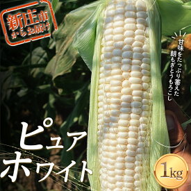 【ふるさと納税】 甘味と旨味の共存！極上白いピュアホワイト1kg ホワイトコーン とうもろこし トウモロコシ 野菜 F3S-2086