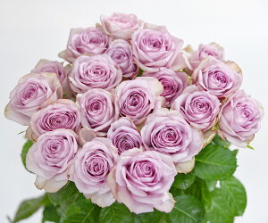 yӂ邳Ɣ[ŁzyFIׂzKN̉ 20{×60cm i؂ԉܕtjy  A o ΂ ؓ t[ AWg [Y j  ԕr C Y ꂢ   