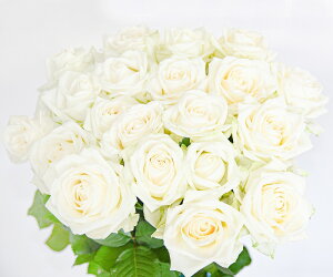 yӂ邳Ɣ[ŁzyFIׂzKN̉ 20{×60cm i؂ԉܕtjy  A o ΂ ؓ t[ AWg [Y j  ԕr C Y ꂢ   