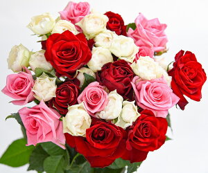 yӂ邳Ɣ[ŁzyFIׂzKN̉ 20{×60cm i؂ԉܕtjy  A o ΂ ؓ t[ AWg [Y j  ԕr C Y ꂢ   