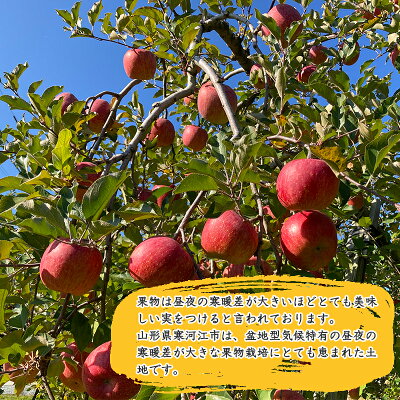 【ふるさと納税】山形県産りんご「サンふじ」5kg秀品<有機質肥料栽培>(14〜20玉)果物フルーツ王国