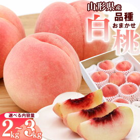 【ふるさと納税】令和8年産 選べる！山形県産 白桃 2kg - 3kg 品種 おまかせ 秀品 山形県産 【2026年8月上旬頃から9月下旬頃発送予定】2026年産 山形産 果物 フルーツ 果実 産地直送 新鮮 夏 お取り寄せ ご当地 ピーチ 果汁 3キロ 2キロ 10000円 送料無料