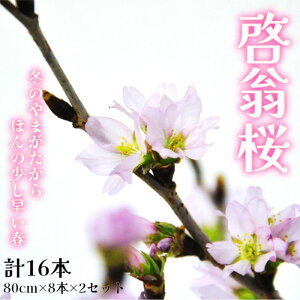 yӂ邳Ɣ[Łzy2025N12{z[ v16{i80cm×8{×2Zbgjytwsz R`Y R`Y  Y t[ AWg ؓ    VN  ~ t 