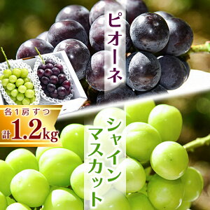 yӂ邳Ɣ[ŁzVC}XJbgƃsI[lZbg v1.2kgȏi2[j R`Y 2025NY ߘa7NY y2025N9{`10{\zzs Eʕ Ԃǂ  t