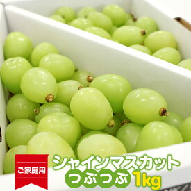 【ふるさと納税】【先行予約】《ご家庭用》令和8年産 訳ありシャインマスカット つぶつぶ 1kg 山形県産 2026年産 【2026年9月上旬頃〜10月中旬頃発送予定】※配送不可 沖縄・離島果物 ぶどう 葡萄 フルーツ ブドウ 種なし 産地直送 生産者直送 国産 ふるさと納税