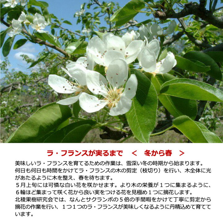 楽天市場 ふるさと納税 こだわり ラ フランス 5kg 秀品 L 2l 18玉 玉 ご家庭用 農家直送 洋梨 22年11月頃から12月上旬頃発送予定 お取り寄せ ご当地 特産 産地直送 果物 フルーツ 新鮮 季節 秋 東北 ラフランス 22年産 令和4年産 山形県産 5
