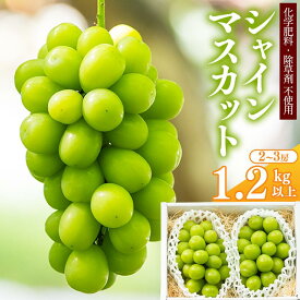 【ふるさと納税】＜厳選＞ 選べる！ シャインマスカット 600g 以上 〜 1.2kg 以上 ＜安全安心の栽培＞【2025年9月上旬頃〜10月上旬頃発送予定】山形県産 2025年産 ／ 甘い ぶどう ブドウ 種なし 葡萄 果物 フルーツ お取り寄せ 特産 産地直送 新鮮 東北 令和7年