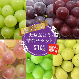 【ふるさと納税】《先行予約・ご家庭用》訳あり 令和8年産 シャインマスカットとお任せ1〜2種 ぶどう 詰合せ セット 計1kg 山形県産 2026年産【2026年9月中旬頃〜11月頃発送予定】 訳あり 規格外 自宅用 SDGs フードロス 農家直送 生産者直送