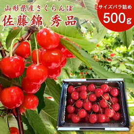 【ふるさと納税】《先行予約》 500g / 1kg 2026年産 こだわりの 新鮮 さくらんぼ 佐藤錦 Lサイズ 秀品 【2026年5月下旬頃から6月中旬頃発送予定】※ 配送不可 沖縄・離島2026年産 令和8年産 山形産 山形県産 フルーツ 果物 果実 直送 お取り寄せ 500グラム 1キロ