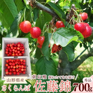 �y�ӂ邳�Ɣ[�Łz�y��s�\��z �ߘa8�N�Y �������� ������ L�T�C�Y�ȏ� �G�i 700g �i350g×2�p�b�N�j 2026�Y �R�`���Y�y2026�N6����{���`6�����{�������\��z���z���s�� ����E�����t���[�c ��