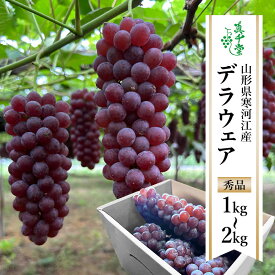 【ふるさと納税】【先行予約】 令和8年産 ぶどう「デラウェア」【選べる！1kg〜2kg】種なし 秀品 L〜2Lサイズ 2026年産 山形県産【2026年7月下旬頃〜8月中旬頃発送予定】 ※配送不可 沖縄・離島果物 フルーツ 葡萄 グレープ 産地直送 新鮮 デラウエア