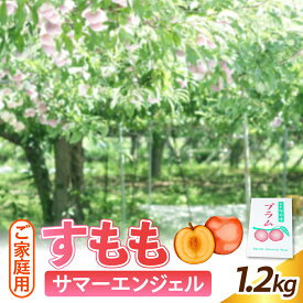 【ふるさと納税】 すもも ( サマーエンジェル ) 1.2kg ご家庭用 果物 フルーツ お取り寄せ 産地直送 送料無料 山形県 上山市 0012-2603