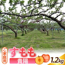 【ふるさと納税】 すもも ( 貴陽 ) 1.2kg ご家庭用 山形県 上山市 0012-2604