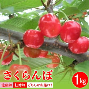 yӂ邳Ɣ[Łz  (   gG ) 1kg ƒp M TCYȏ ol t[c ʕ Yn  R` Rs 0025-2601