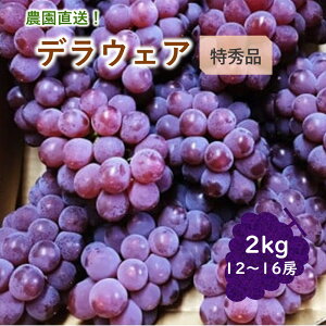 yӂ邳Ɣ[Łzy _  ! z 햳 Ԃǂ i fEFA j 2kg Gi 12`16[ R` Rs 0044-2601