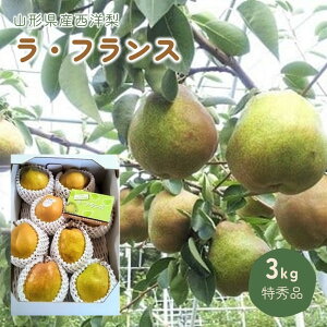 yӂ邳Ɣ[Łz m (EtX) 3kg Gi t[c R` Rs 0044-2505