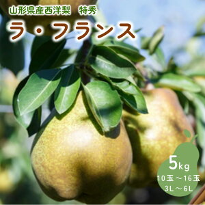 yӂ邳Ɣ[Łzm ( EtX ) 5kg Gi t[c ʕ mȂ R` Yn   R` Rs 0055-2517