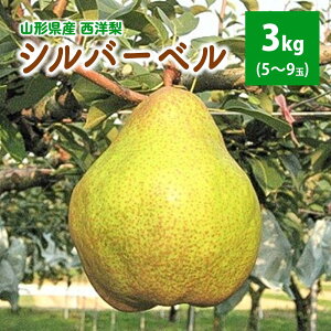 yӂ邳Ɣ[ŁzmiVo[xj3kg ƒp t[c mȂ R` Rs 0062-2506