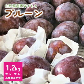 【ふるさと納税】 プルーン 1.2kg 大玉~中玉 品種おまかせ 果物 フルーツ 産地直送 山形 お取り寄せ 送料無料 山形県 上山市 0075-2405