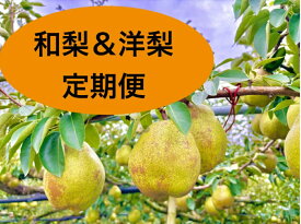 【ふるさと納税】【定期便：全3回】和梨・洋梨の定期便（幸水、ラ・フランス、シルバーベル）フルーツ 山形県 上山市 0142-2619
