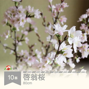 �y�ӂ邳�Ɣ[�Łz�[���� 80cm 10�{ �� �P�C�I�E�U�N�� ������2026�N�Y �ߘa8�N�Y 1����{��菇������ �R�`�����R�s�Y ja-ksxxx80