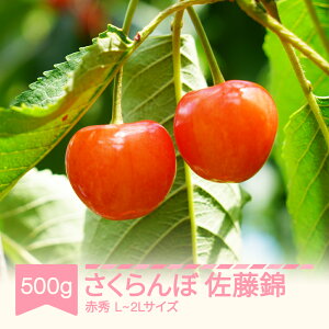 yӂ邳Ɣ[Łzys\z  ԏG 500g×1pbN 500g L-2L ol ƒp 2026NY ߘa8NY R`Y 