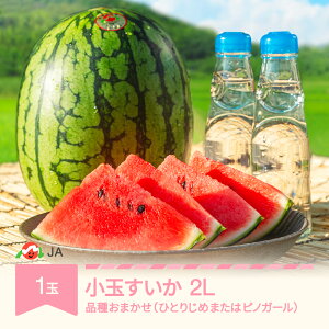 �y�ӂ邳�Ɣ[�Łz�y��s�\��z ���� ������ �X�C�J 2L×1�� �ߘa8�N�Y 2026�N�Y �i�킨�܂��� �ЂƂ肶�� �܂��� �s�m�K�[�� �ʕ� ��������