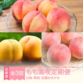 【ふるさと納税】【先行予約】もも満喫定期便 全3回 白桃 黄桃 秀品 2026年産 令和8年産 ※沖縄・離島への配送不可 sb-ftmox3