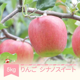 【ふるさと納税】りんご シナノスイート 約5kg 秀 令和6年産 2024年産 果物 送料無料