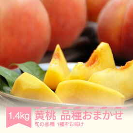 【ふるさと納税】【先行予約】黄桃 もも 桃 品種おまかせ 約1.4kg 2026年産 山形県産 令和8年産 送料無料 ※沖縄・離島への配送不可 mm-kmomx1400