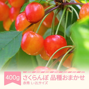 yӂ邳Ɣ[Łzys\z  i킨܂ ԏG 400g×1 ol L]2LTCY 2026NY ߘa8NY R`Y 