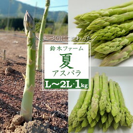 【ふるさと納税】鈴木農園 自慢の 夏 旬 アスパラ 1kg ＼ 太い ＆ 甘い L～2L サイズ ／こだわりの『根づくり』で 栄養 と 甘み が 凝縮された おいしい アスパラガス は 炒め物 や サラダ 天ぷら など 様々な お料理 で活躍！ 【2024年7月～9月発送】_H117(R6)