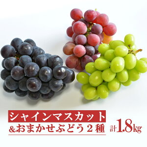 �y�ӂ邳�Ɣ[�Łz �R�`�̃V���C���}�X�J�b�g�Ƃ��܂���2��l������1.8kg �i3��×�e1�`2�[�j �i�� ���܂��� �H�ה�� �y2026�N���� ��s��t�z �ߘa8�N 2026 H133(R8)