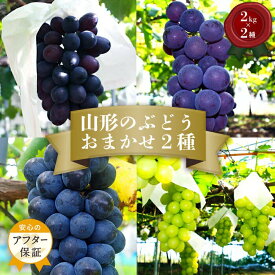 【ふるさと納税】山形 ぶどう 秀品 4kg 品種おまかせ 【2024年9月～10月発送分先行受付】 先行予約 山形 ピオーネ マスカット 等から 約2kg×2種をお届け ふるさと納税 ぶどう 食べ比べ 詰め合わせ フルーツ 果物 ふるさと ランキング 人気 令和6年 2024年 H056(R6)