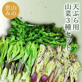 【ふるさと納税】【2026年発送】天ぷらでおいしい！山形の山菜3種約650g（たらの芽100g、こしあぶら50g、こごみ500g）_H048(R8)