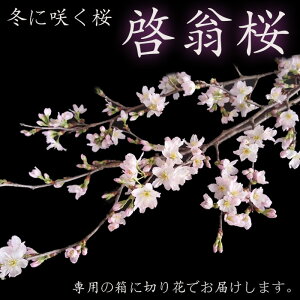 桜 生花の人気商品 通販 価格比較 価格 Com 桜 生花の人気商品 通販 価格比較 価格 Com