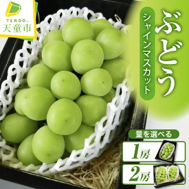 【ふるさと納税】ぶどう ( シャインマスカット ) 選べる 1房 / 2房 令和8年産 先行予約 2026年 山形県産 葡萄 果物 フルーツ 葡萄 のし 贈答 ギフト プレゼント おすそ分け 秋 旬 期間限定 冷蔵便 送料無料 産地直送 お取り寄せ【 山形県 天童市 】