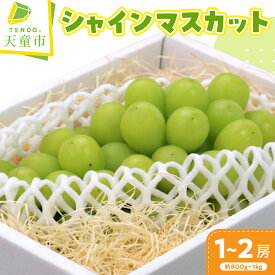 【ふるさと納税】 ぶどう ( シャインマスカット ) 1～2房 山形県産 ぶどう ブドウ 葡萄 果物 フルーツ 800g～1kg ご家庭用 のし 贈答 ギフト プレゼント おすそ分け 旬 秋 期間限定 冷蔵便 送料無料 先行予約 【 山形県 天童市 】