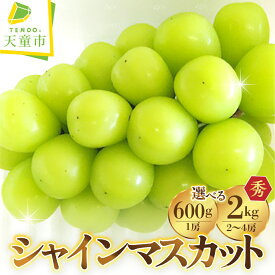 【ふるさと納税】ぶどう ( シャインマスカット ) 選べる 1房 / 2～4房 令和8年産 先行予約 2026年 山形県産 葡萄 果物 フルーツ 葡萄 のし 贈答 ギフト プレゼント おすそ分け 秋 旬 期間限定 冷蔵便 送料無料 産地直送 お取り寄せ【 山形県 天童市 】