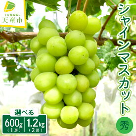 【ふるさと納税】 ぶどう ( シャインマスカット ) 1房 / 2房 令和8年産 先行予約 2026年 山形県産 葡萄 果物 フルーツ のし 贈答 ギフト おすそ分け 秋 旬 期間限定 冷蔵便 送料無料 【 山形県 天童市 】