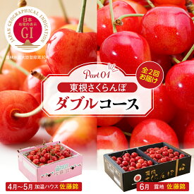【ふるさと納税】【2026年産 先行予約】東根 さくらんぼ ダブルコース (佐藤錦 加温 500g 佐藤錦 露地 900g) 令和8年産 フルーツ 2回 定期便 GI 果物 くだもの 期間限定 バラ お取り寄せ ご当地 産地直送 ハウス栽培 温室 人気 露地 ハウス 送料無料 東北 山形県 東根市