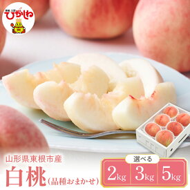 【ふるさと納税】 2026年産 先行予約 白桃 品種おまかせ ( 選べる内容量 2kg 3kg 5kg ) | 桃 もも モモ ピーチ フルーツ 果物 くだもの 大容量 セット 詰め合わせ 冷蔵配送 期間限定 先行予約 人気 おすすめ 箱入り 化粧箱 ギフト 贈答 送料無料 東北 山形県 東根市